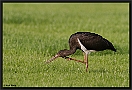 Zwarte Ooievaar, Black Stork, Ciconia nigra Location: Hof van Twente, the Netherlands zwarte ooievaar MG 4612 kopie